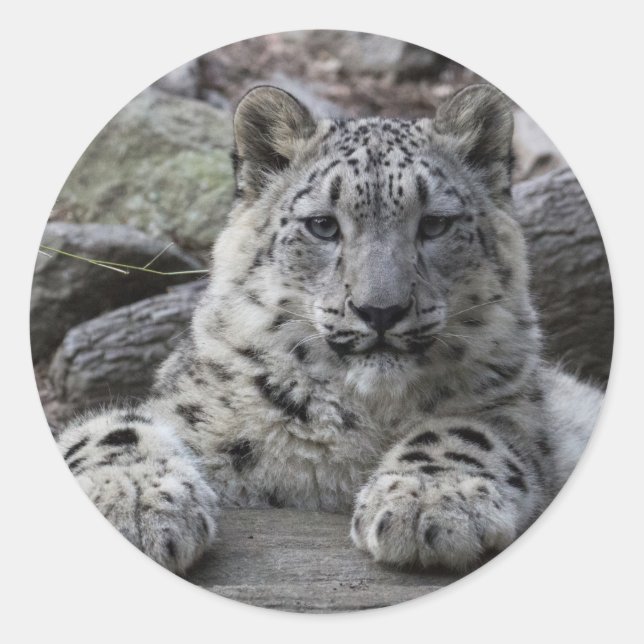 Sticker Rond Snow Leopard Cub assis (Devant)