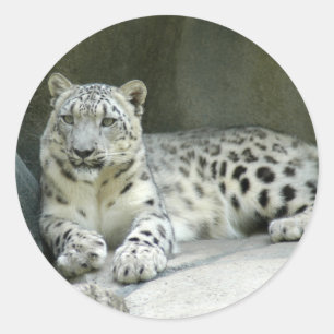 Sticker Rond SnowLeopardM003