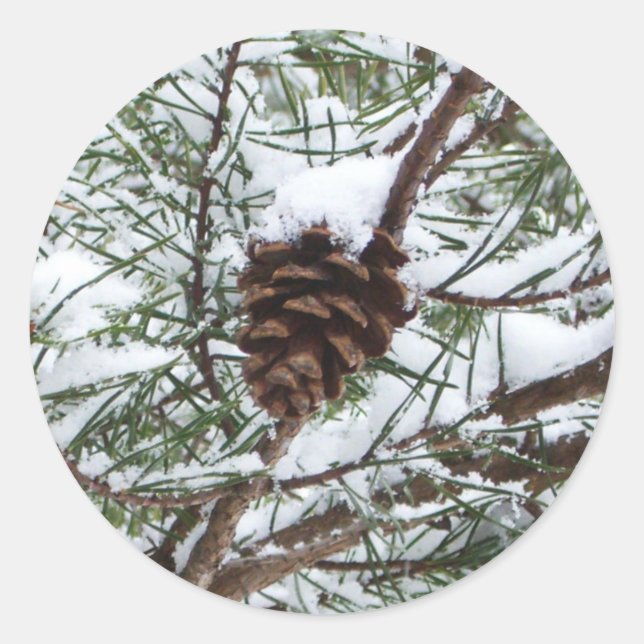 Sticker Rond Snowy Pine Cône II hiver Photographie de la nature (Devant)