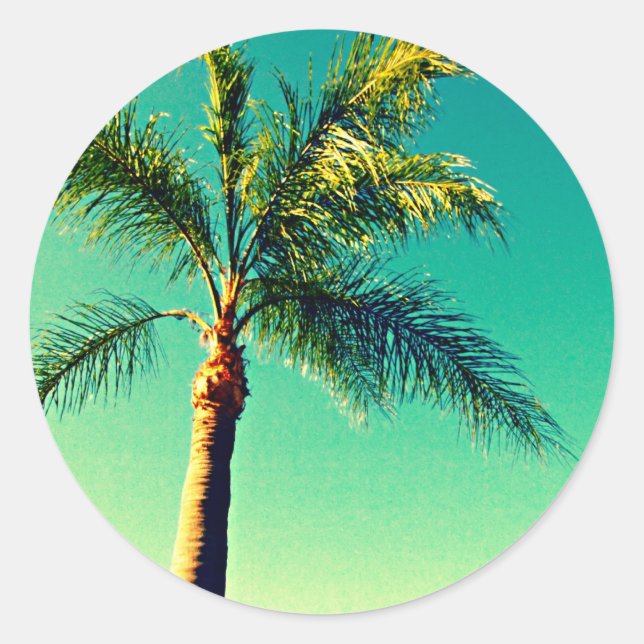 Sticker Rond Soleil Floride Palm Tree Sky Picture (Devant)