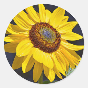 Sticker Rond Solfette jaune