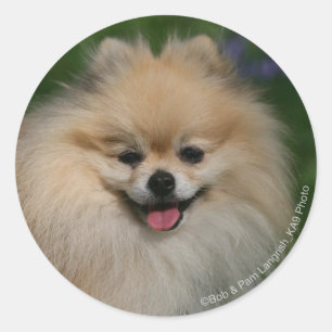 Sticker Rond Sourire de Poméranie