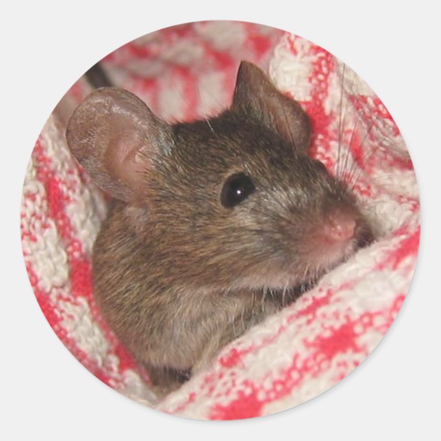 Sticker Rond Souris à la maison (Devant)
