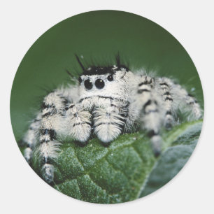 Sticker Rond Spider de la Métaphide