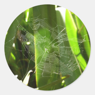 Sticker Rond Spiderweb dans Tropical Leaves Nature