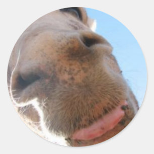 Sticker rond - Spike