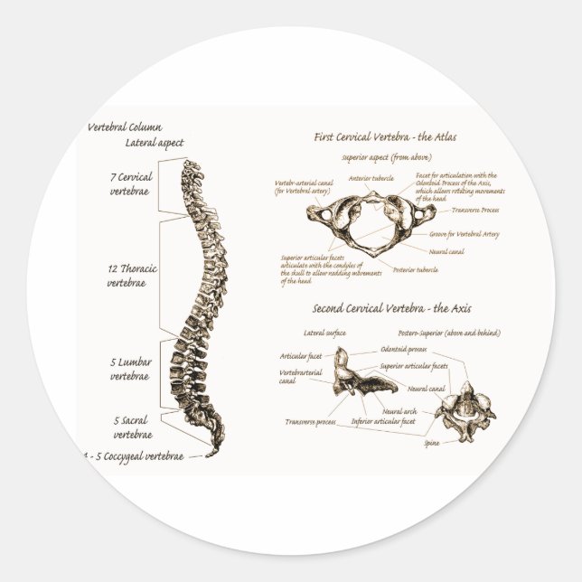 Sticker Rond Spine (Devant)