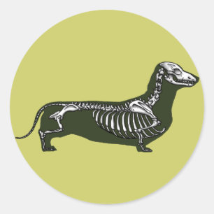 Sticker Rond squelette dachshund