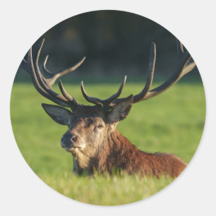 Sticker Rond Stag Reposé Dans L'Herbe Verte