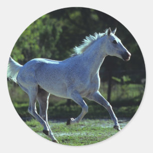 Sticker Rond Stallion Thoroughbred Running