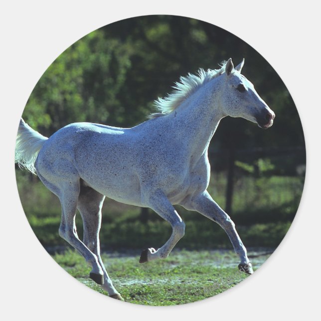 Sticker Rond Stallion Thoroughbred Running (Devant)