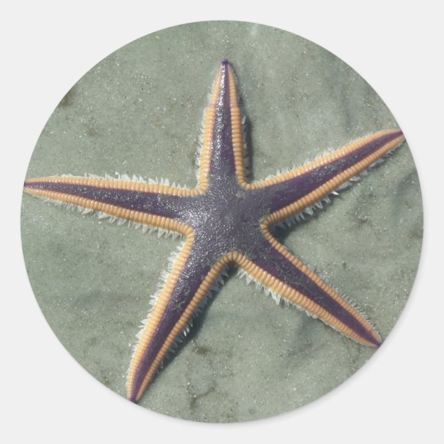 Sticker Rond Starfish Purple étoile de mer sur la plage (Devant)