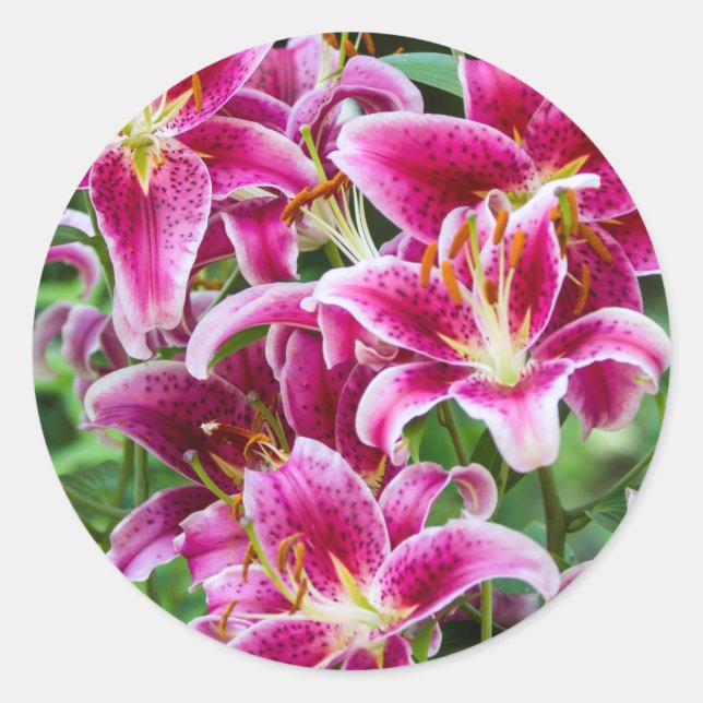 Sticker Rond Stargazer Lilies (Devant)
