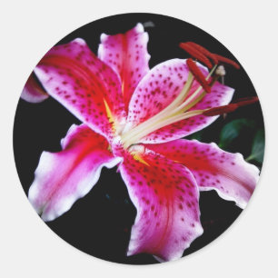 Sticker Rond Stargazer Lily
