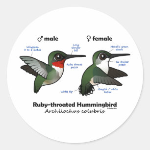 Sticker Rond Statistiques sur les colibris à gorge rubis
