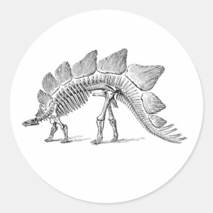 Sticker Rond Stegosaurus Dinosaure Squelette Fossile
