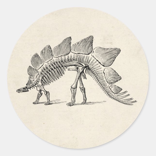 Sticker Rond Stegosaurus Dinosaure Squelette Fossile (Devant)