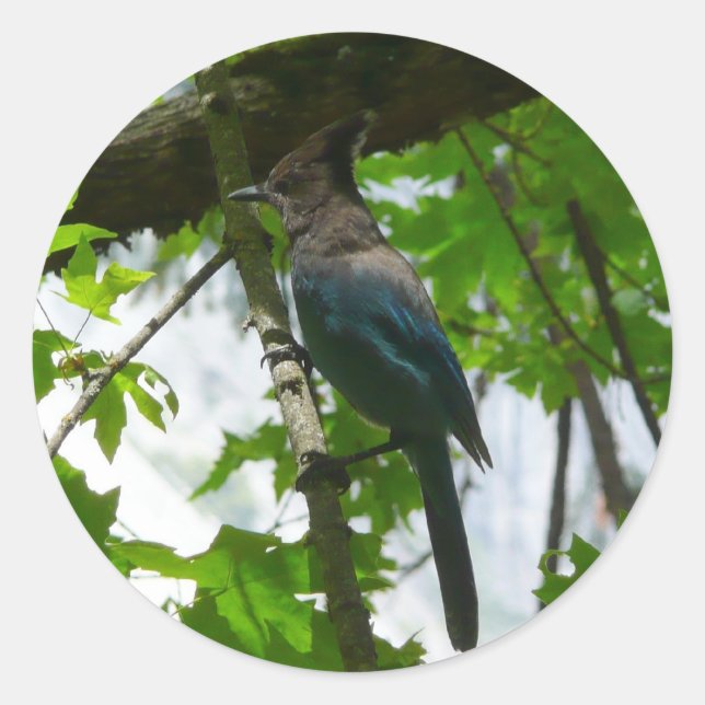 Sticker Rond Steller's Jay dans le parc national de Yosemite (Devant)