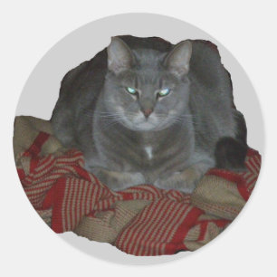 Sticker Rond Sticule de chat gris bouddah