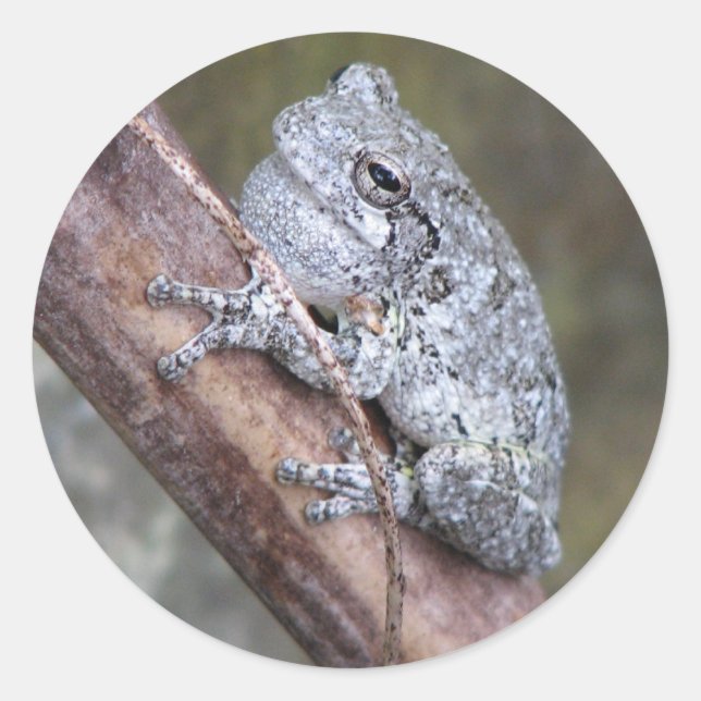 Sticker Rond Sticule grenouille gris arbre (Devant)