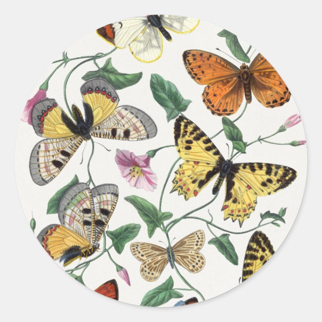 Sticker Rond Study of Diurnal butterflies by Paul Gervais (Devant)