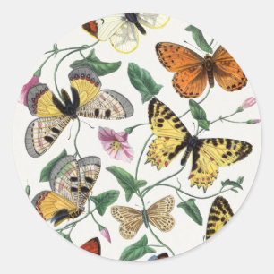 Sticker Rond Study of Diurnal butterflies by Paul Gervais