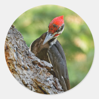 Sticker Rond Stunning Portrait of Pileated Woodpecker on Tree