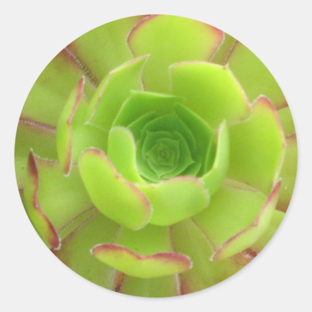 Sticker Rond Succulent (Devant)