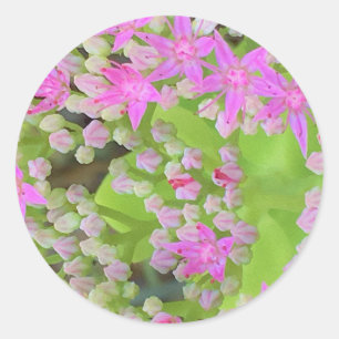 Sticker Rond Succulent rose chaud avec Feuilles vert chair