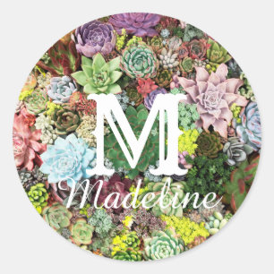 Sticker Rond Succulents colorés