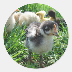 Sticker Rond Suivez Le Leader