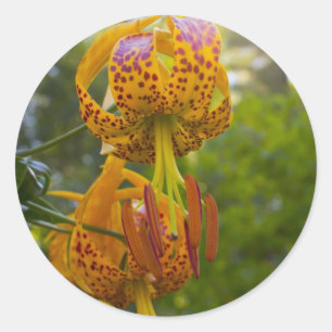 Sticker Rond Sunburst de Humboldt Lilies