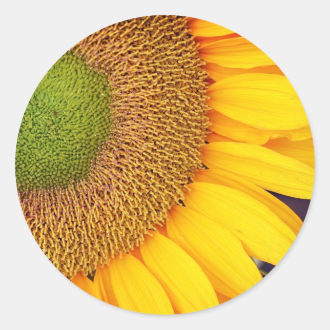 Sticker Rond Sunflower Centre Et Pétales Floral (Devant)