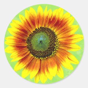 Sticker Rond Sunflower Floral Yellow and Green Flower Garden