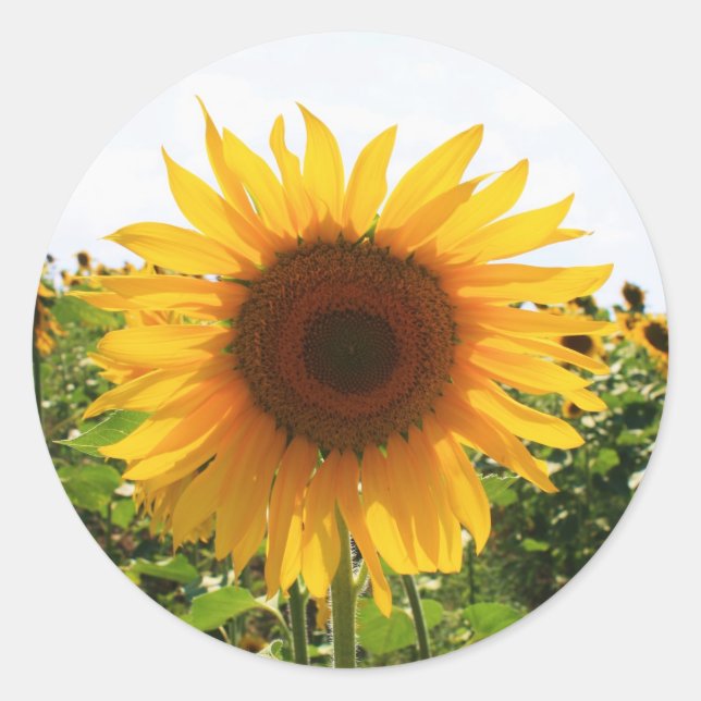 Sticker Rond Sunny Sunflower (Devant)