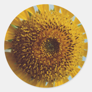 Sticker Rond Sunny Sunflower - Centre Jaune géant Fermer