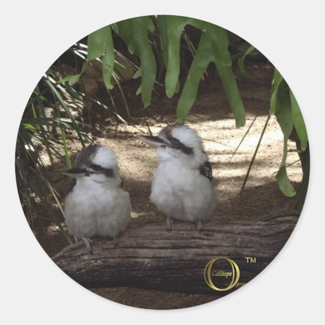 Sticker Rond Super Kookaburras (Devant)