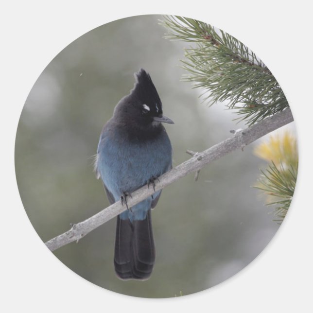 Sticker Rond Superbe Jay de Blue Steller (Devant)