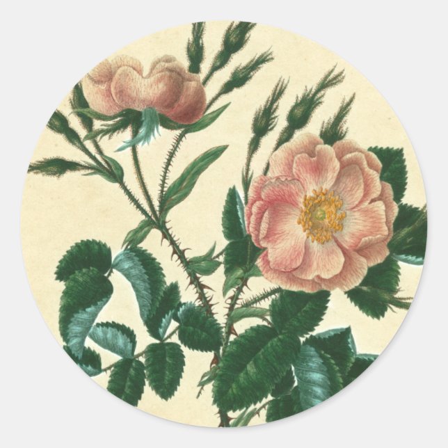 Sticker Rond Sweet Briar Rose (Devant)
