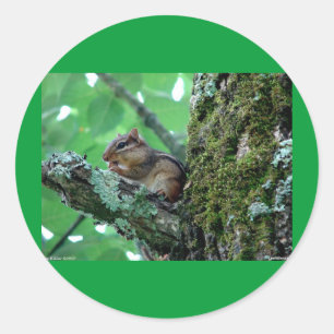 Sticker Rond Sweet Chipmunk dans un arbre Vêtements et cadeaux