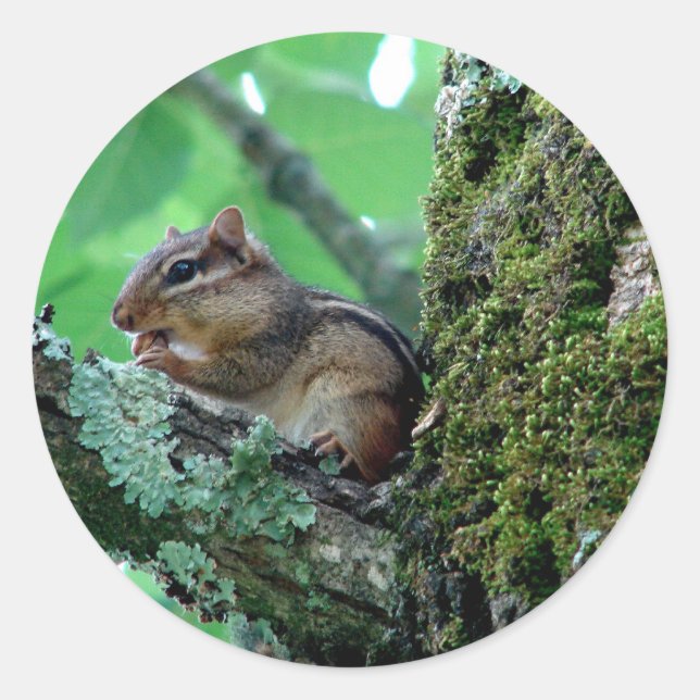 Sticker Rond Sweet Chipmunk dans un arbre Vêtements et cadeaux (Devant)