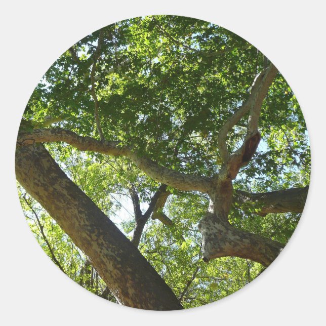 Sticker Rond Sycamore Tree Nature verte (Devant)
