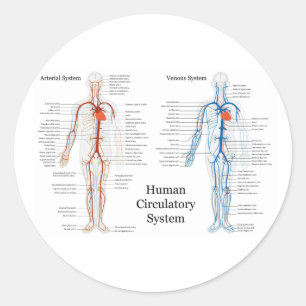Sticker Rond Système circulatoire humain des artères et des vei