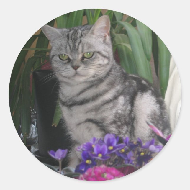 Sticker Rond Tabby en argent - Bonnet britannique Shorthair cha (Devant)
