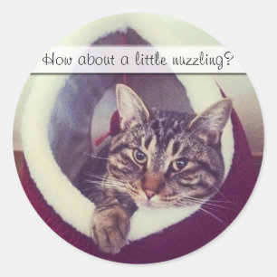 Sticker Rond Tabby Kitty Dans La Cabine Photo De Gros Plan