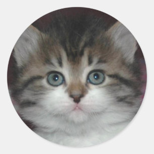 Sticker Rond Tabby Sibérien/Kitten Blanc