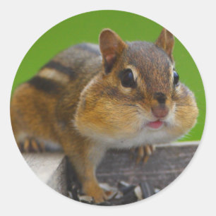 Sticker Rond tamia