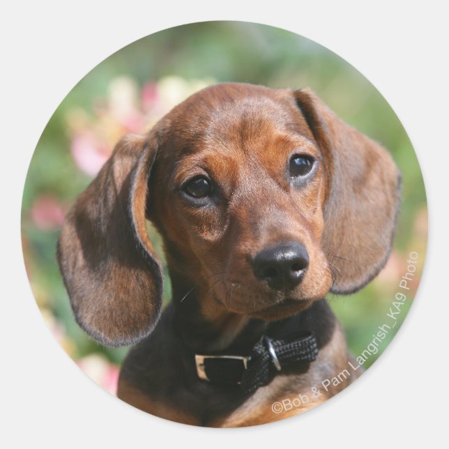 Sticker Rond Tan Miniture Dachshund (Devant)