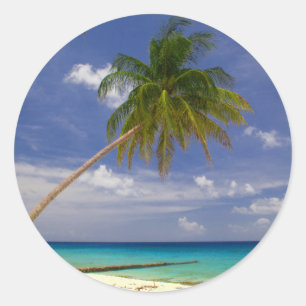 Sticker Rond Tao Tropical Palm