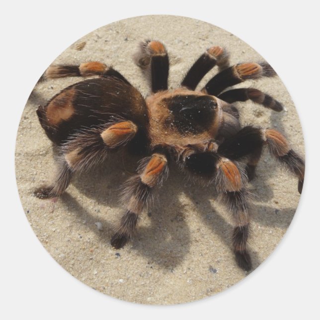 Sticker Rond Tarantula brachypelma rouge genou toxique (Devant)